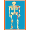 Taille totale 170 cm Squelette humain avec crâne ouvert, peint en muscle et ligament